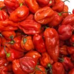 Pepper Habanero — Hot Chilli Pepper