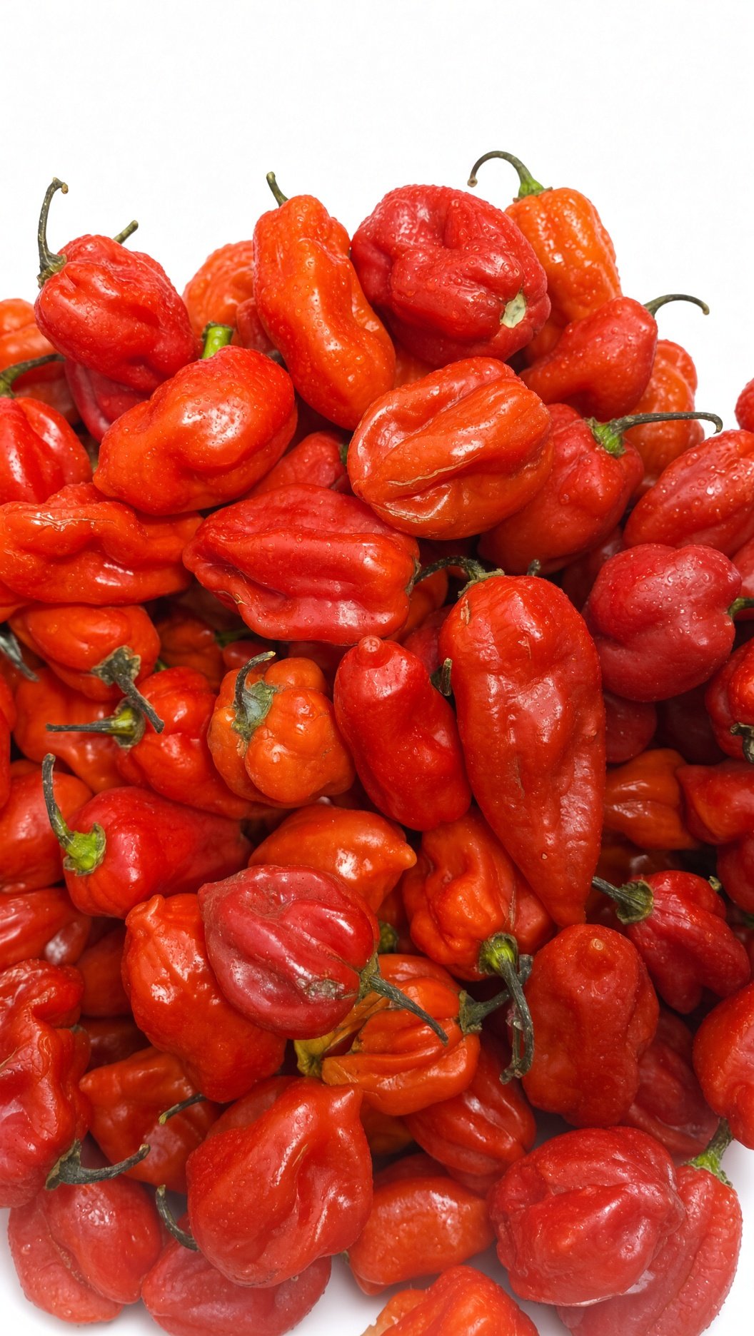 Pepper Habanero — Hot Chilli Pepper